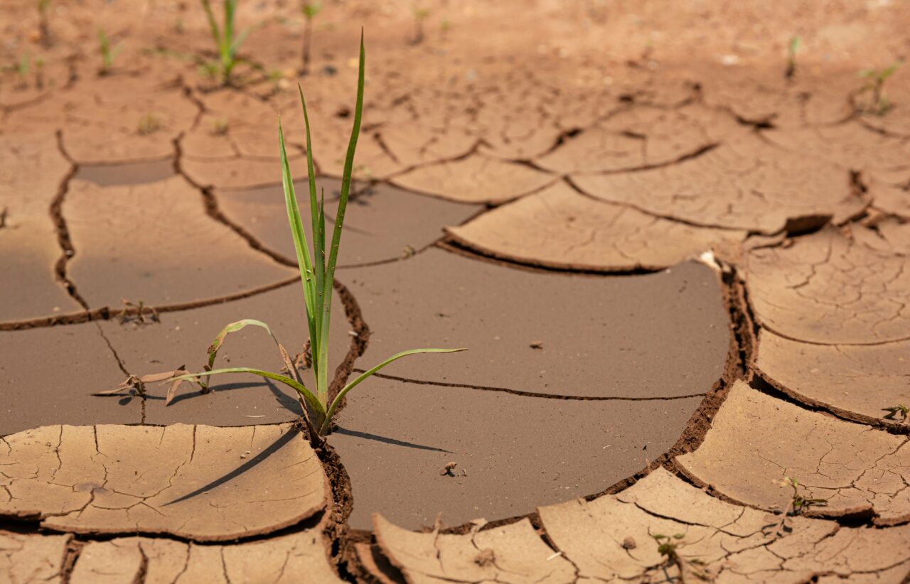 A small green plant coming out of dry soil in Vereeniging, South Africa.