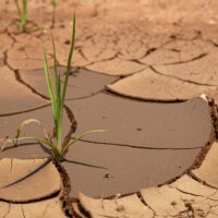 A small green plant coming out of dry soil in Vereeniging, South Africa.