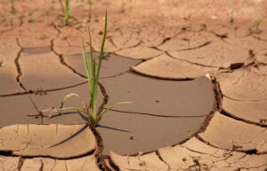 A small green plant coming out of dry soil in Vereeniging, South Africa.