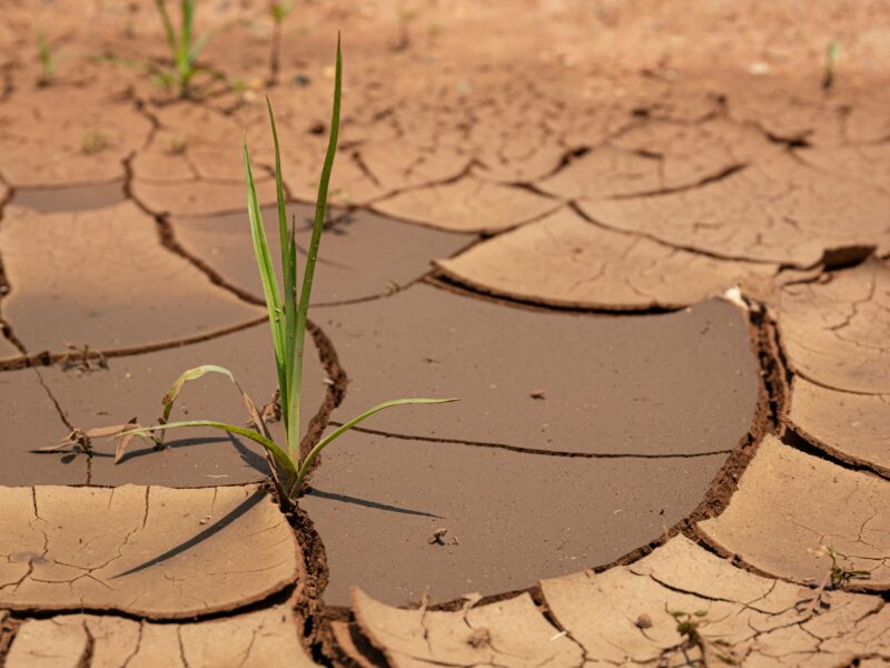A small green plant coming out of dry soil in Vereeniging, South Africa.