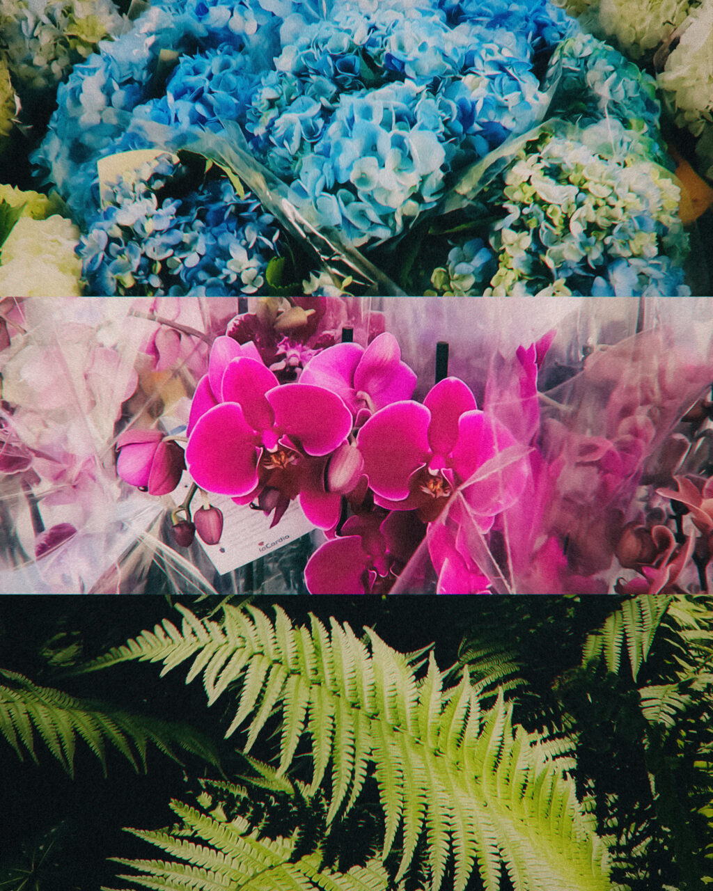 Paloquemao Market – Flower Market. Three-panel collage of flowers: blue hydrangeas, pink orchids wrapped in cellophane, and green fern fronds.